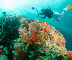 Diving enthusiasts underwater photography Stock Photo