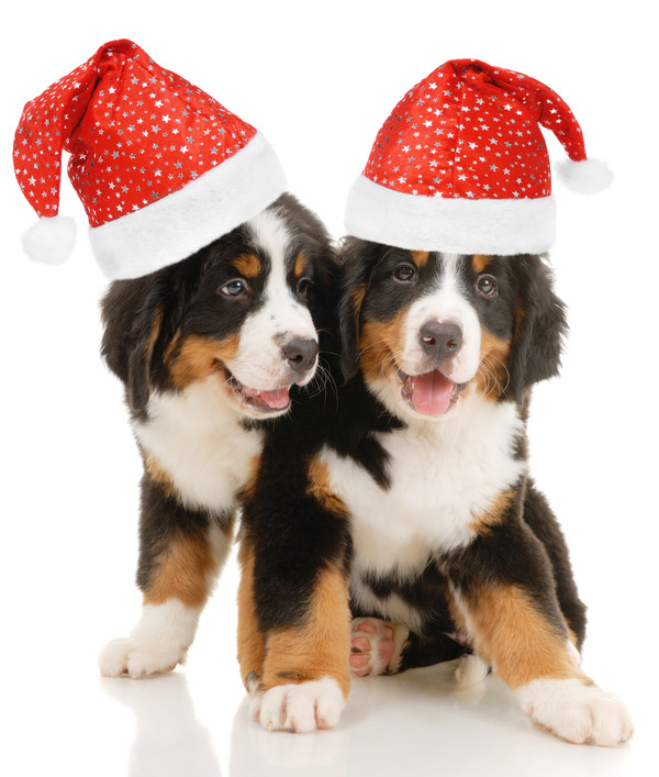 Dog with Christmas hat Stock Photo