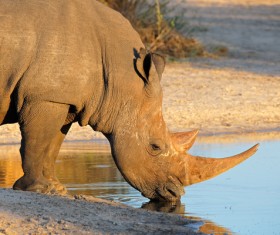 Drinking water in the rhinoceros HD picture