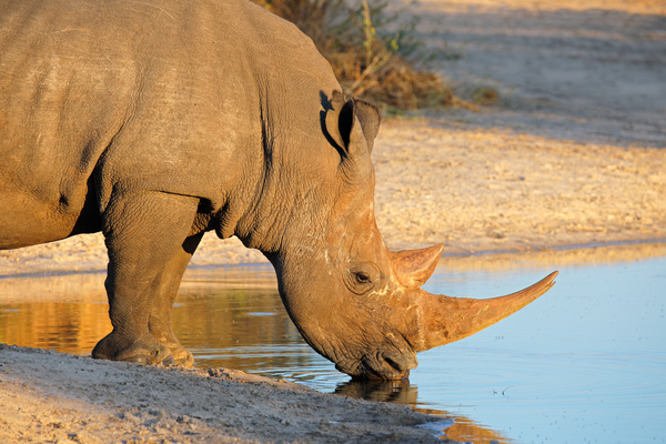 Drinking water in the rhinoceros HD picture