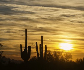 Dusk Sky Clouds with Cactus HD picture