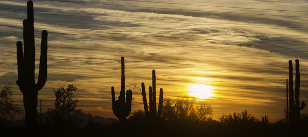 Dusk Sky Clouds with Cactus HD picture