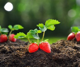 Excellent growing strawberries state Stock Photo