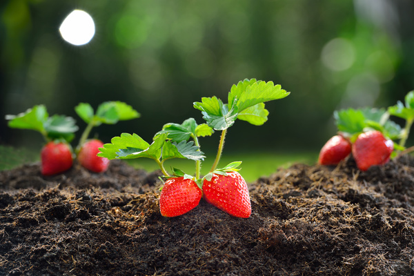 Excellent growing strawberries state Stock Photo