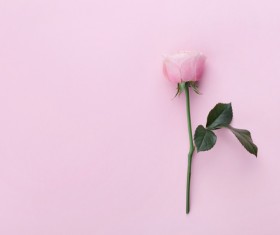 Flower with pink background HD picture