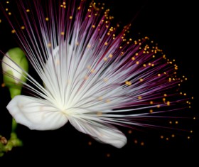 Flowers on black background HD picture