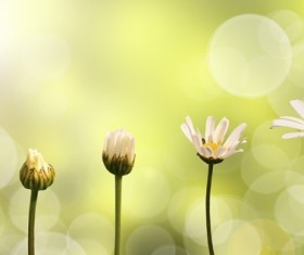 Flowers open process HD picture