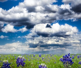 Flowers with thick clouds background Stock Photo
