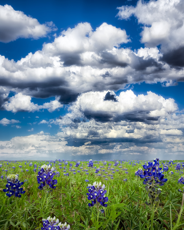 Flowers with thick clouds background Stock Photo