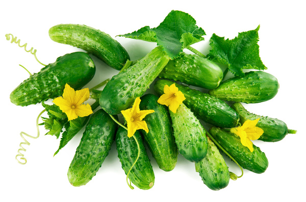 Fresh cucumber on a white background HD picture