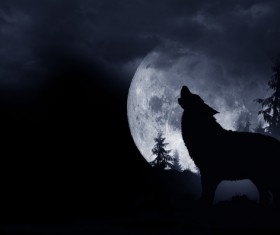 Full Moon Wolf Stock Photo 02
