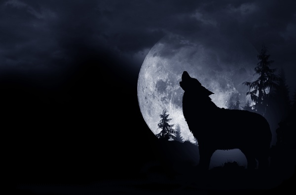 Full Moon Wolf Stock Photo 02