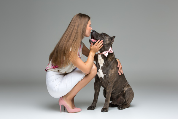 Girl interacts with gray Staffford dog intimate Stock Photo