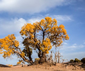 Golmud Hu Yang HD picture