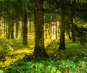 Green forest landscape Stock Photo