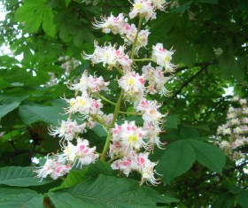 Green leaves flower plants HD picture