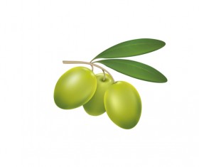 Green olives on a white background vector