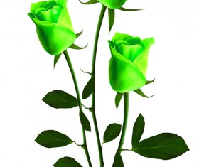 Green roses Stock Photo