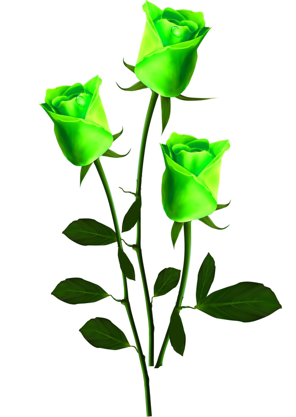 Green roses Stock Photo