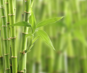 Grow the leaves of the green leaves Stock Photo