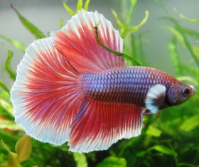 Half red betta Stock Photo