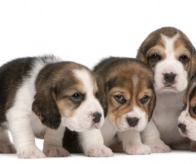 Happy beagle and terrier huddled together Stock Photo