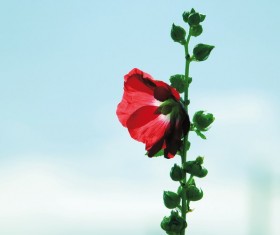 Hollyhock Stock Photo