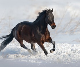 Horse running in the snow Stock Photo