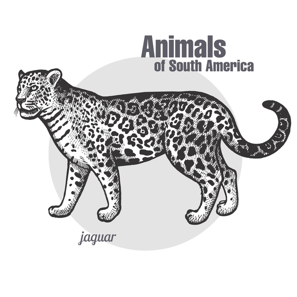 Jaguar hand drawing sketch vector