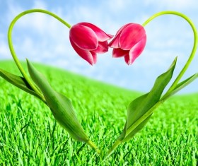 Love flower Stock Photo