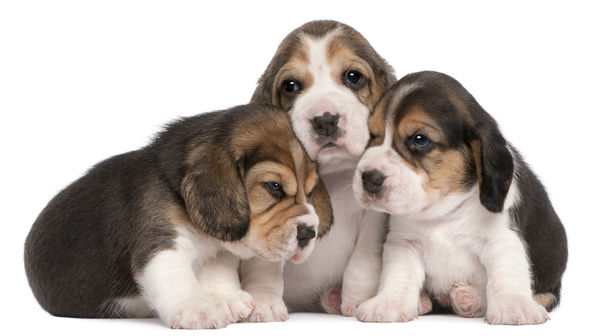 Lovely three beagle Stock Photo