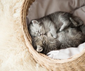 Lying in the basket to sleep in the gray cat Stock Photo