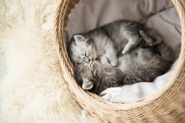 Lying in the basket to sleep in the gray cat Stock Photo