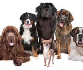 Mini dogs with large dogs Stock Photo