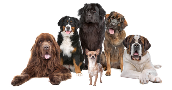 Mini dogs with large dogs Stock Photo