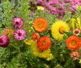 Nice flowers HD picture