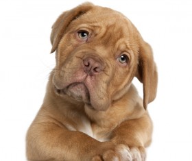 Not happy puppy Stock Photo