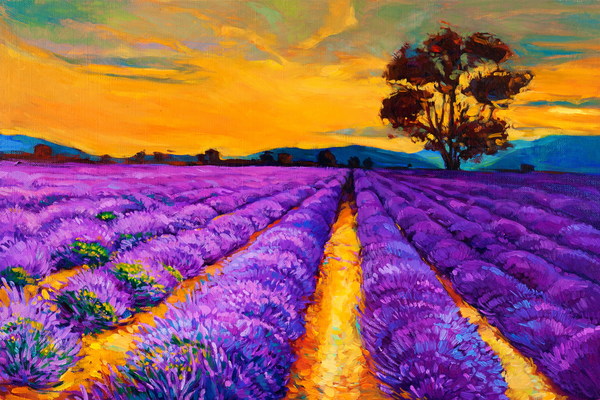 Oil painting lavender Stock Photo