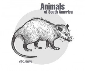 Opossum hand drawing sketch vector