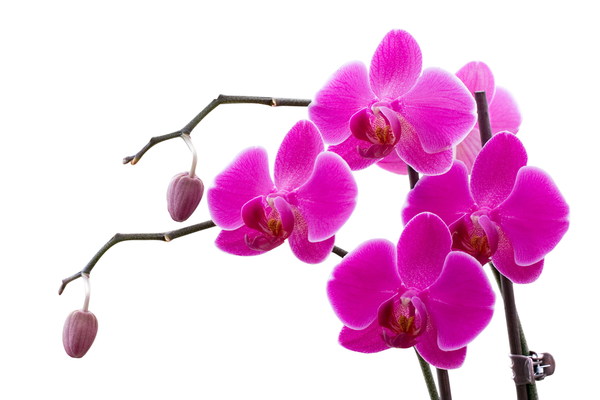 Orchid fragrance Stock Photo