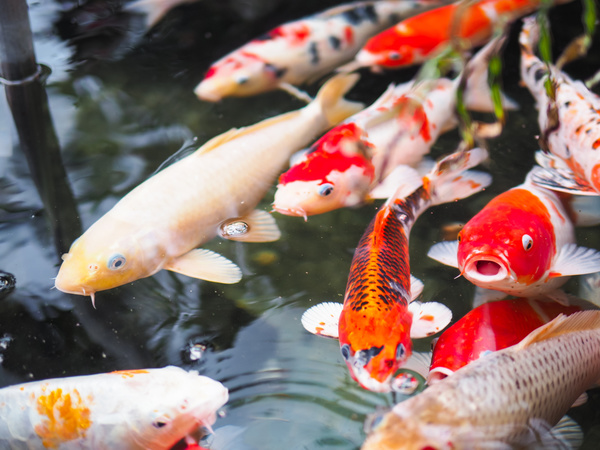 Ornamental koi fish Stock Photo 01