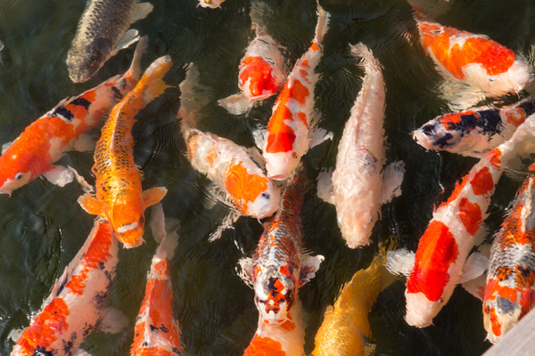 Ornamental koi fish Stock Photo 03