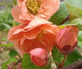 Pink Begonia Flower HD picture