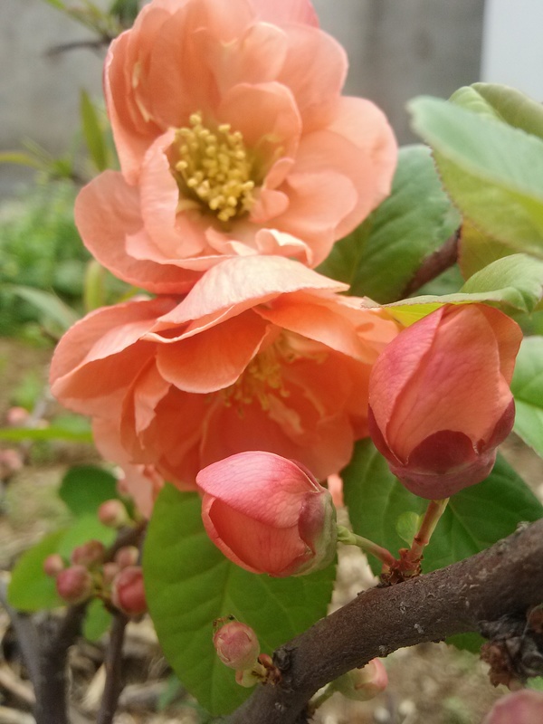 Pink Begonia Flower HD picture