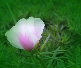 Pink and white flowers HD picture