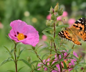 Pink flower with butterfly HD picture