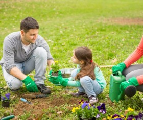 Flowers and wildflowers in the garden HD picture free download