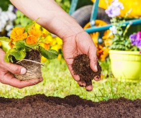 Planted yellow flowers HD picture