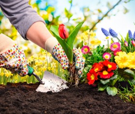 Planting tulips HD picture
