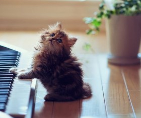 Playing kitten Stock Photo